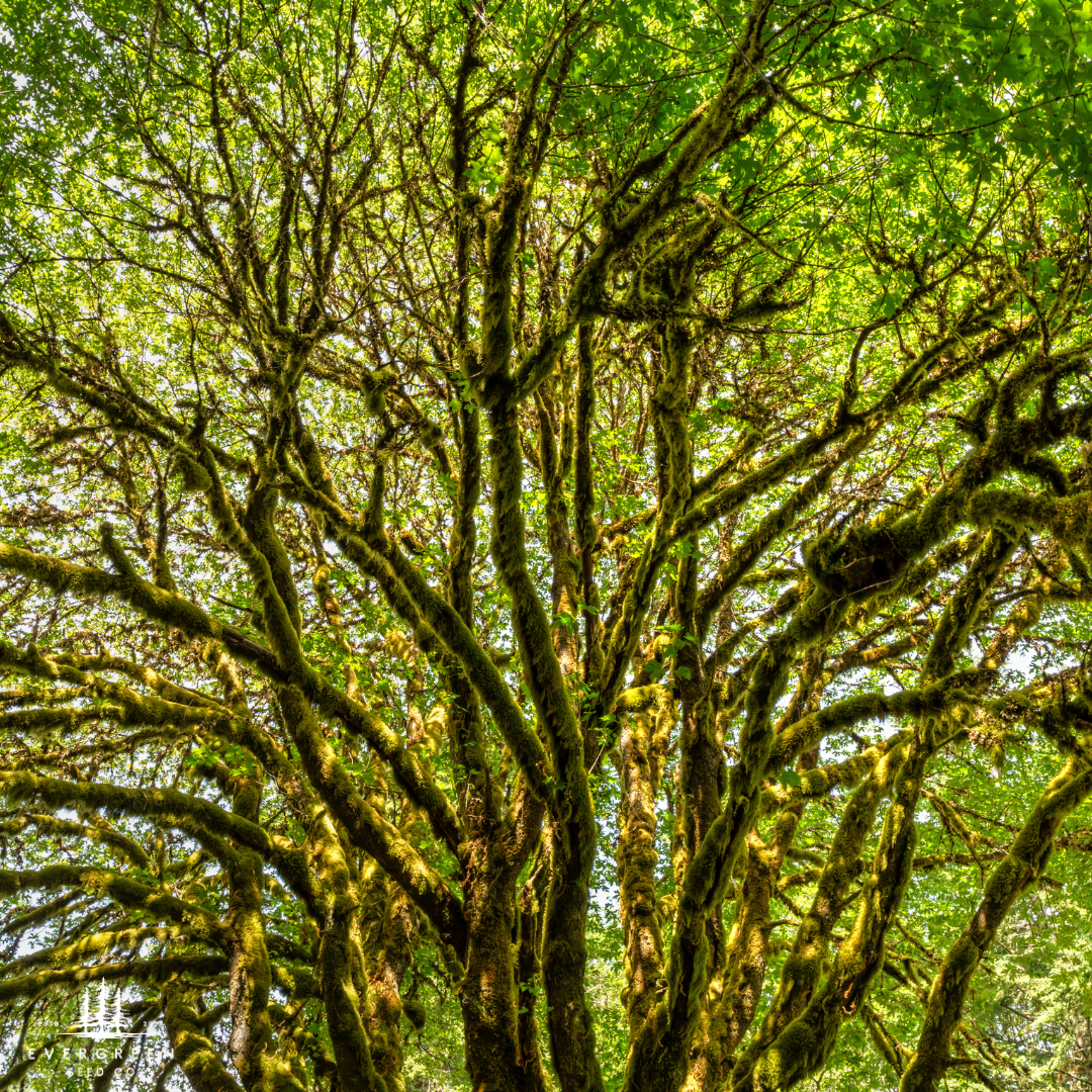 Moss-covered Big Leaf Maple tree with a dense canopy in a forest setting