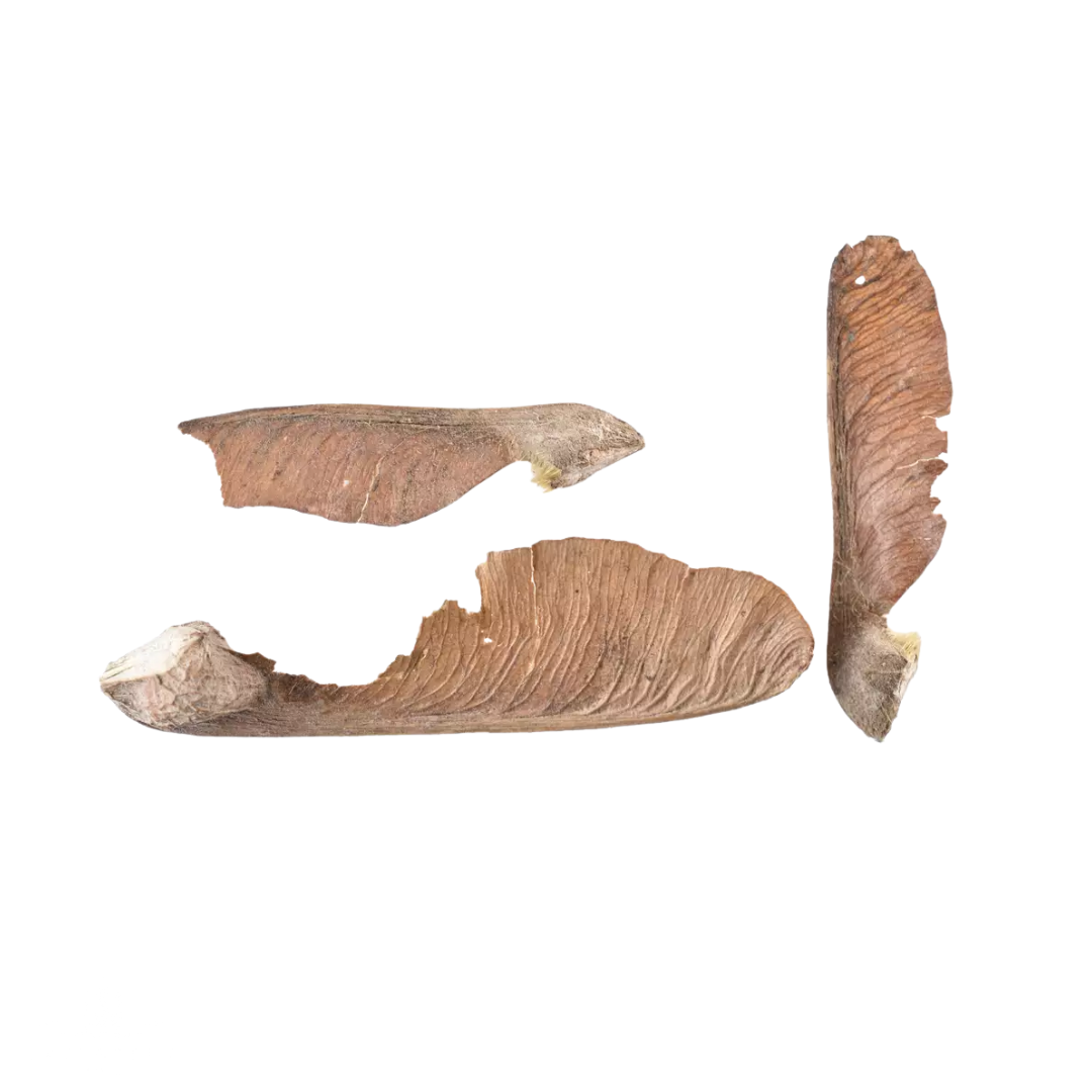 Three Big Leaf Maple Tree Seeds on a white background