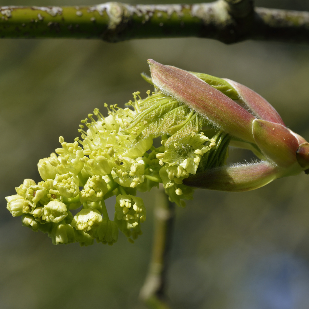 Close up of a green flower bud on a Big Leaf Maple Tree branch with a blurred background