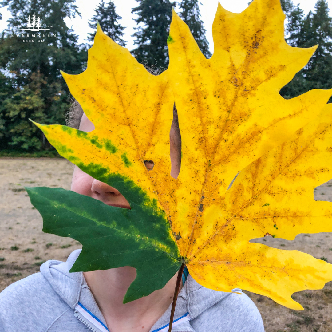 Person holding a large yellow big leaf maple tree leaf in front of their face with a blurred natural background