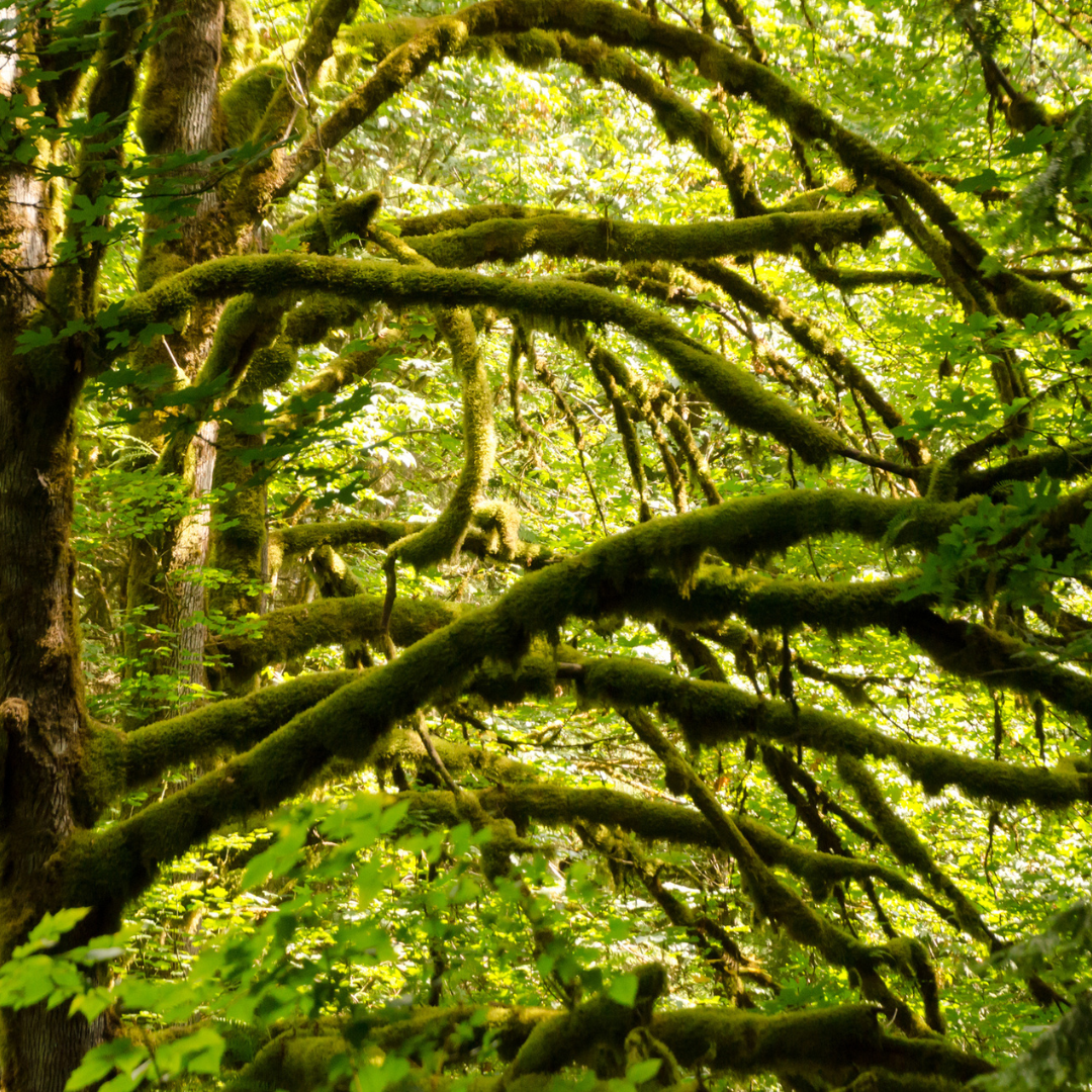 Moss covered Big Leaf Maple tree branches in a dense forest