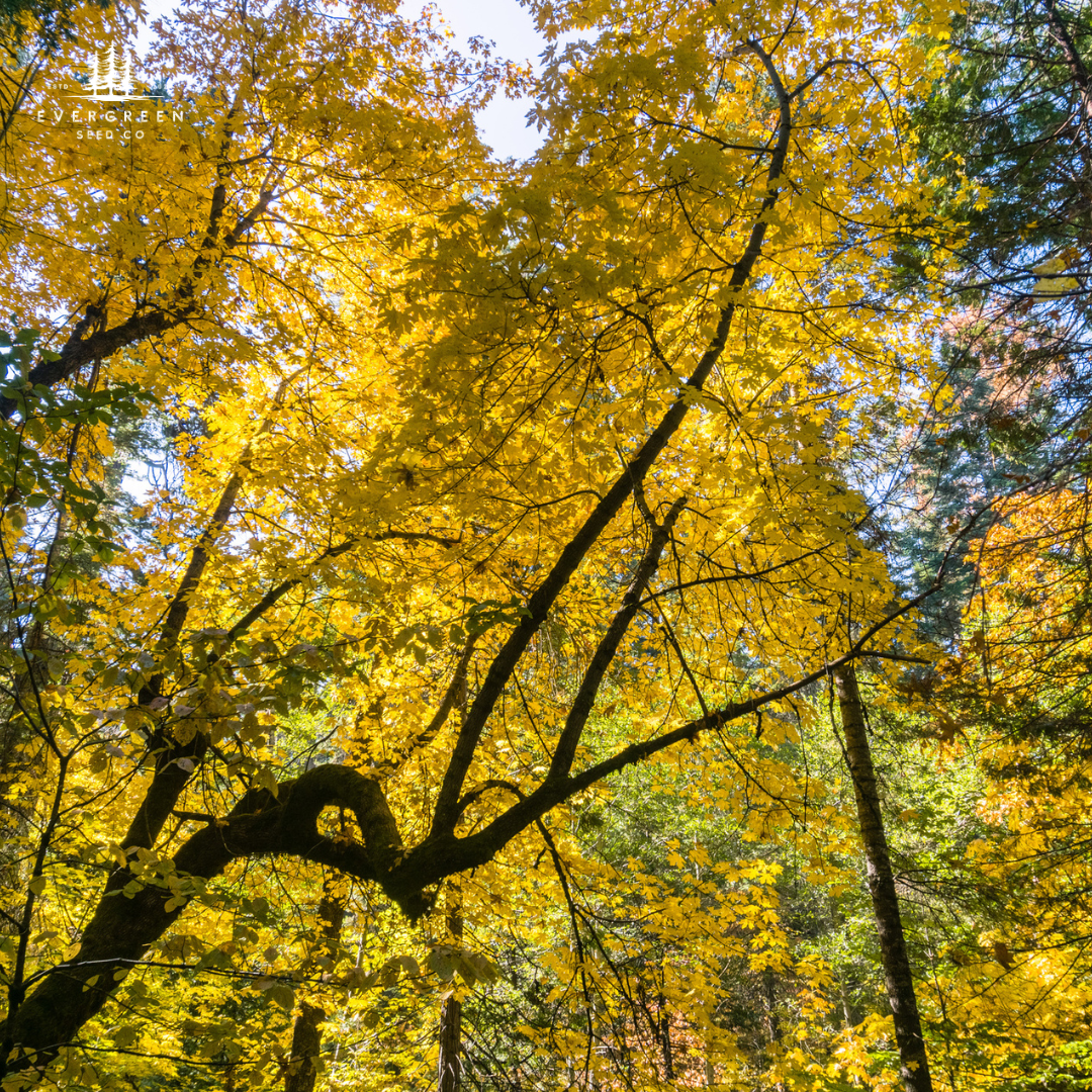 Big Leaf Maple Tree with yellow leaves in a forest