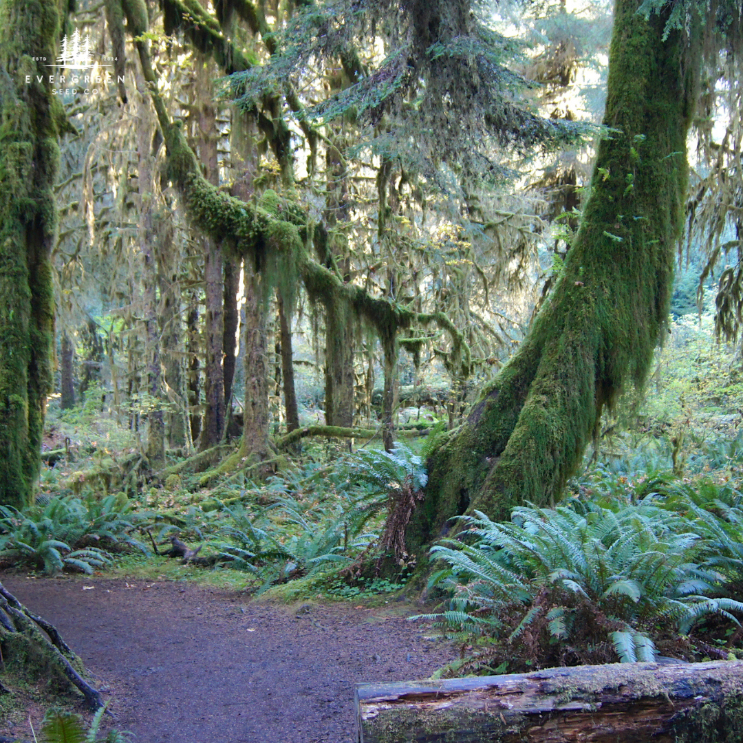 Mossy forest with a path winding through Big Leaf Maple trees