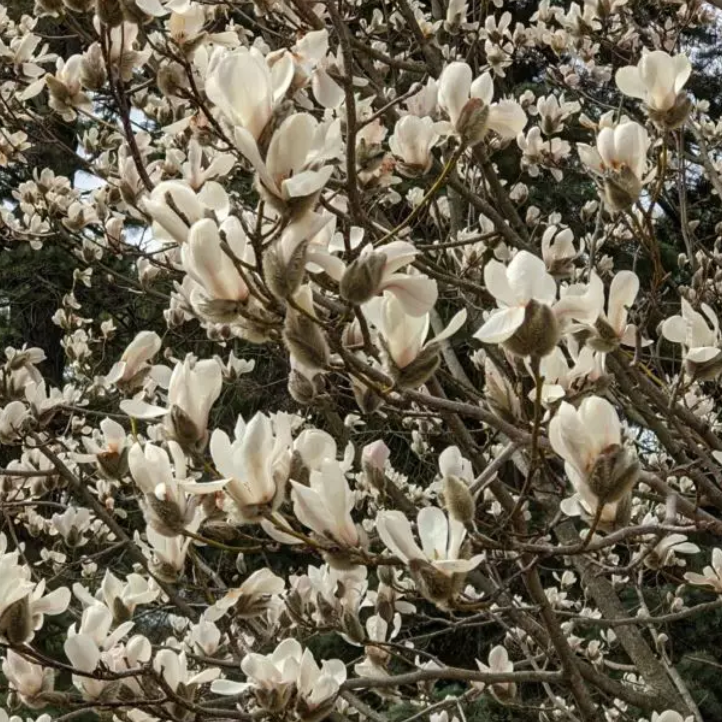 Biond’s Magnolia Tree Seeds | Chinese Willow Leaf Magnolia | (Magnolia biondii)