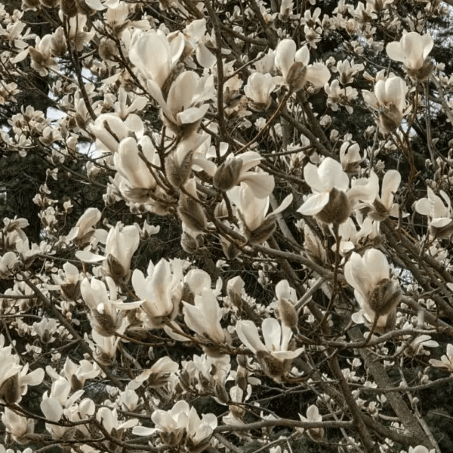 Biond’s Magnolia Tree Seeds | Chinese Willow Leaf Magnolia | (Magnolia biondii)