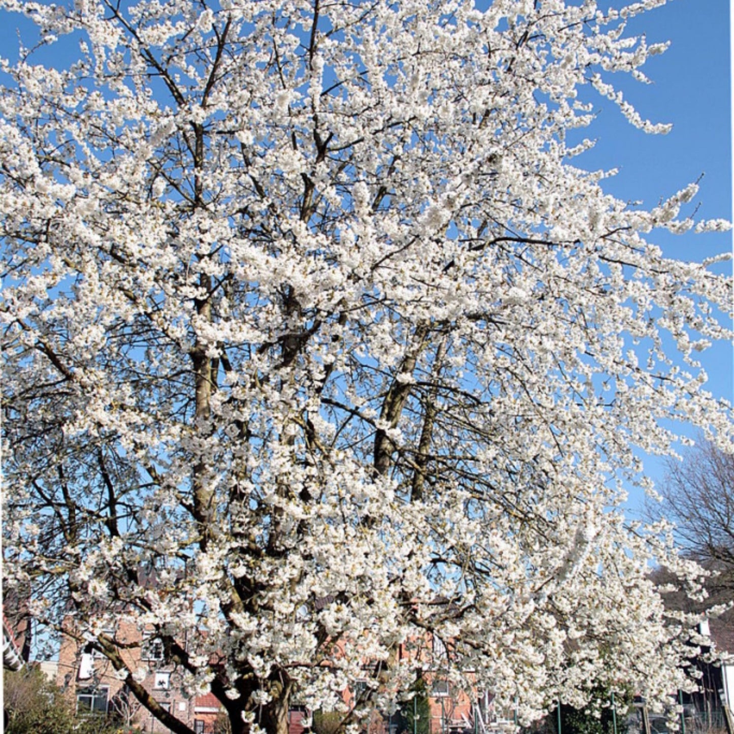Black Cherry Tree with white blossoms against a blue sky