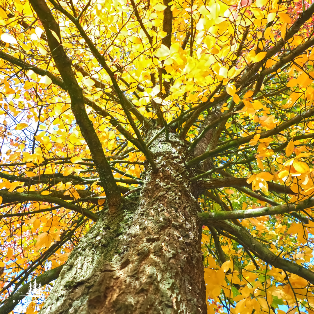 Black Tupelo Tree with yellow leaves against a blue sky