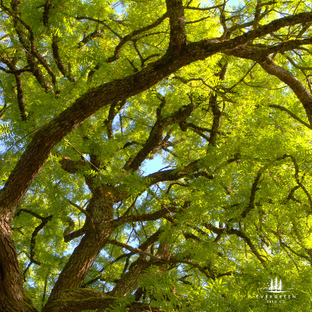 Black Walnut Tree with a wide canopy of green leaves against a blue sky