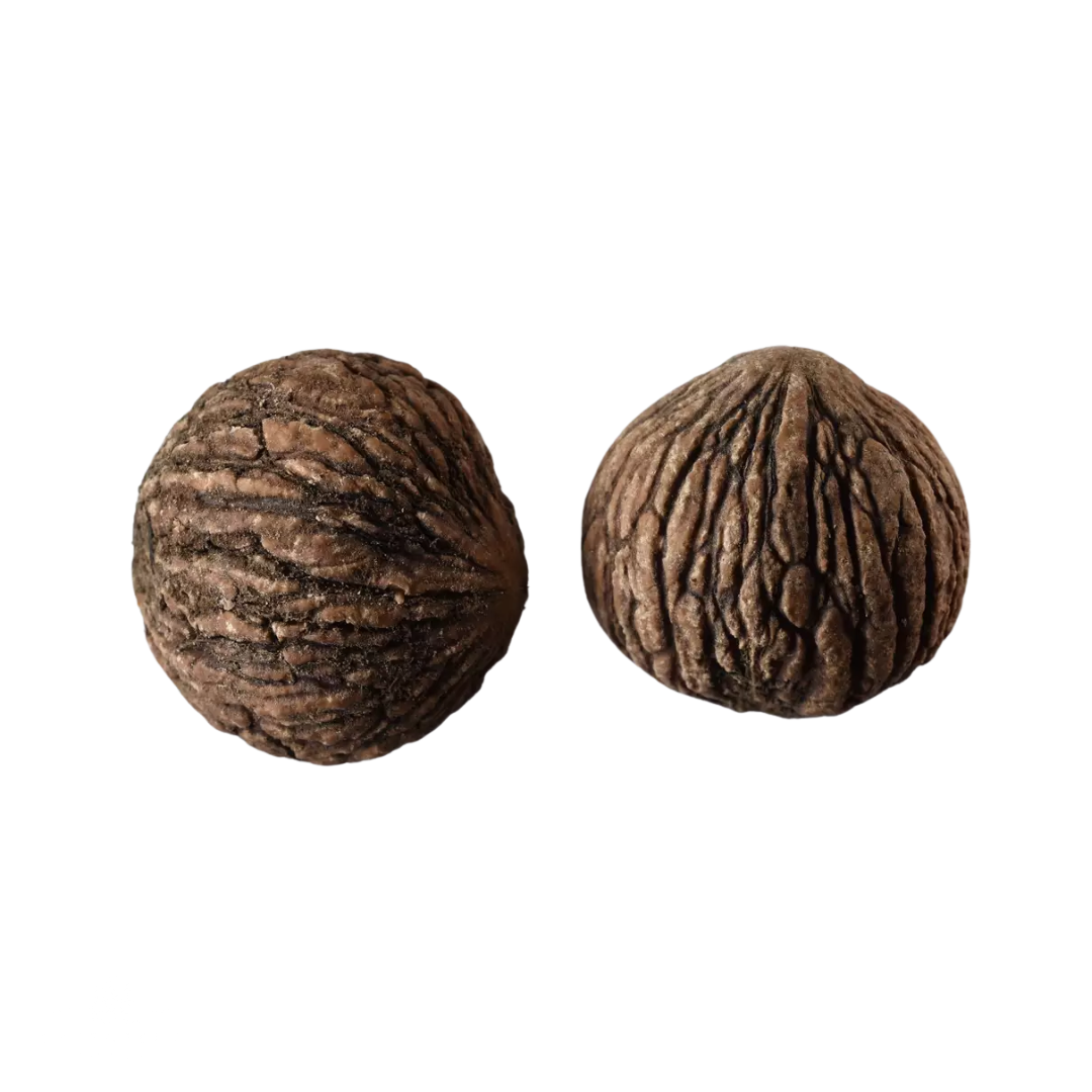 Two walnuts on a white background