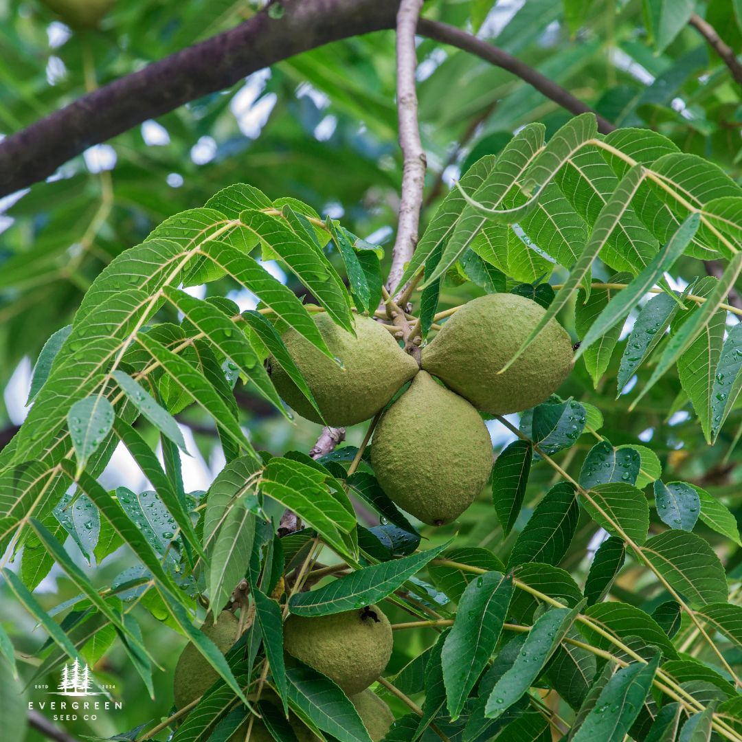 Black Walnut fruits on a tree branch with leaves
