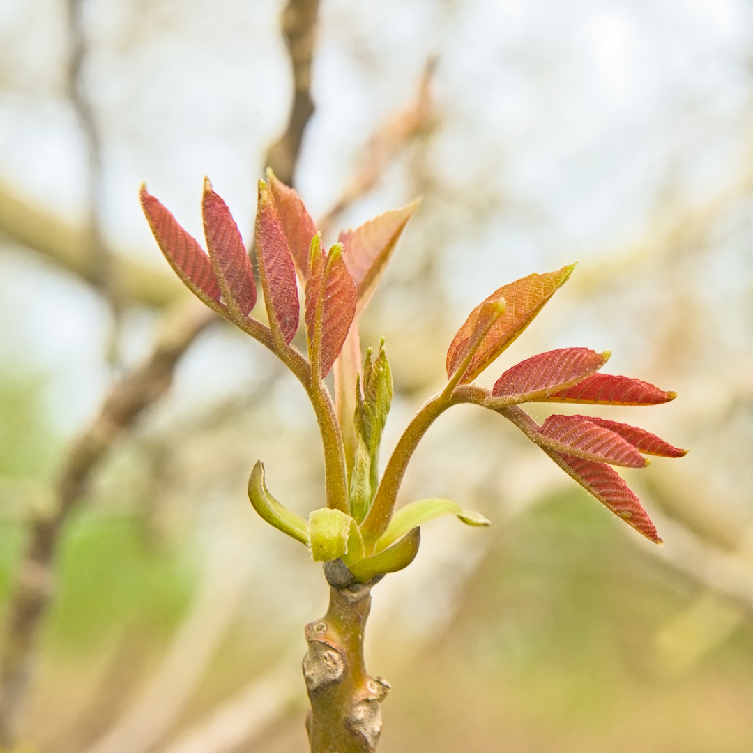 Close up of a branch with red and green leaves against a blurred natural background