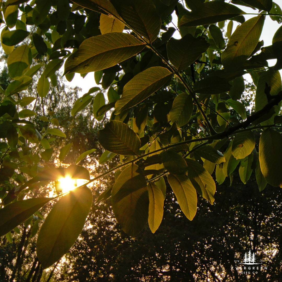 Sunlight filtering through black walnut tree leaves with a blurred background