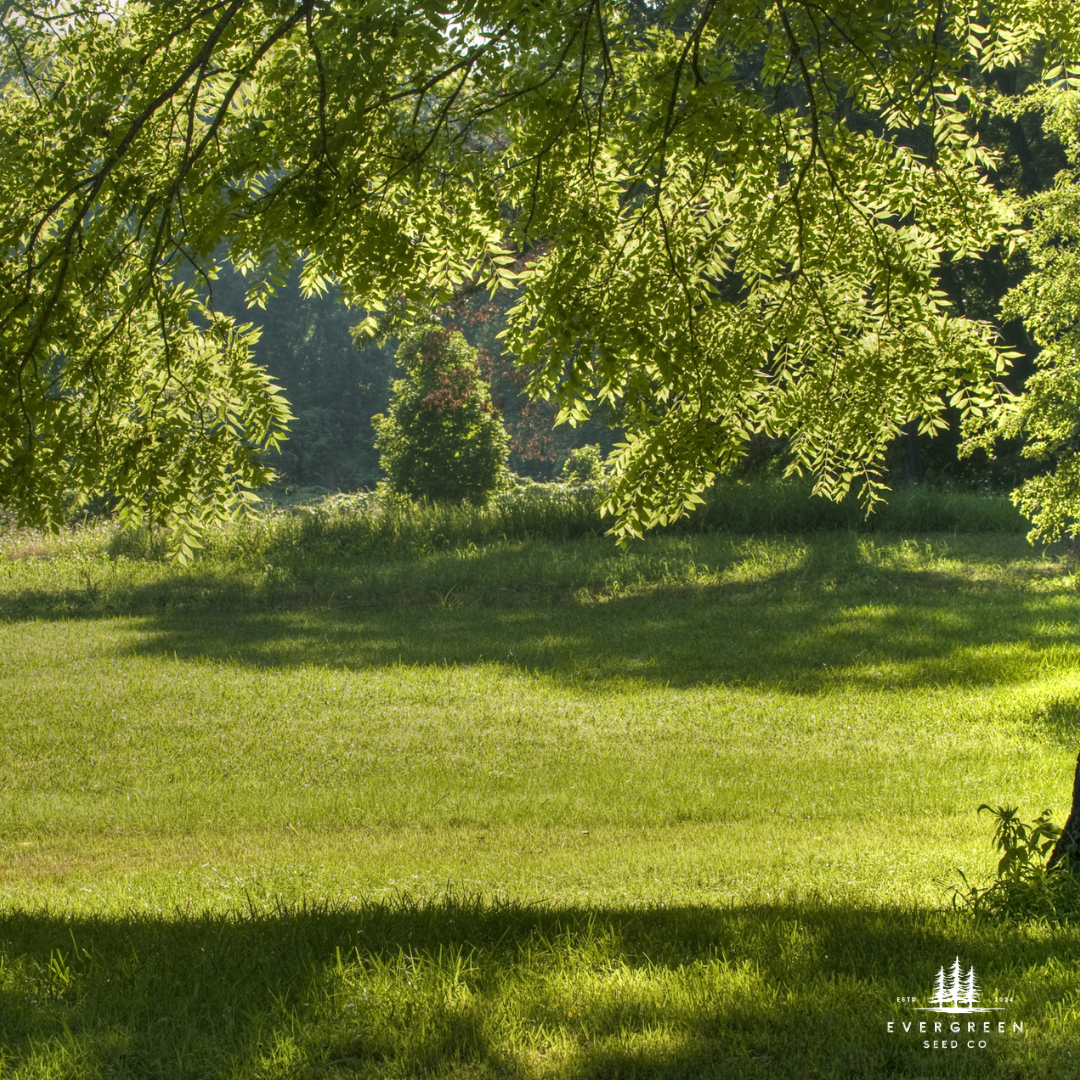 Lush green grass with sunlight filtering through black walnut trees