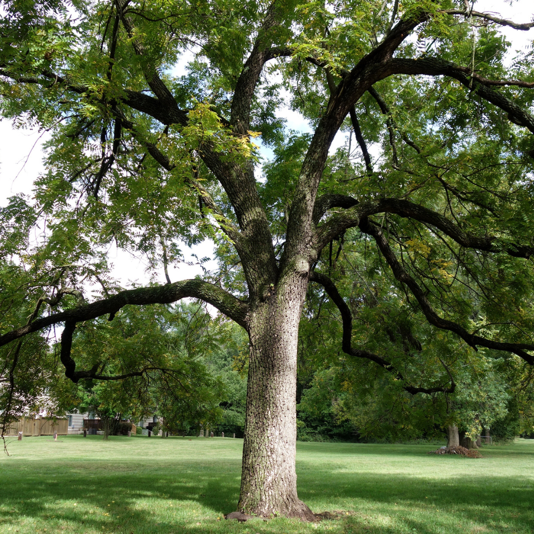 Large black walnut tree with a thick trunk and sprawling branches in a park setting