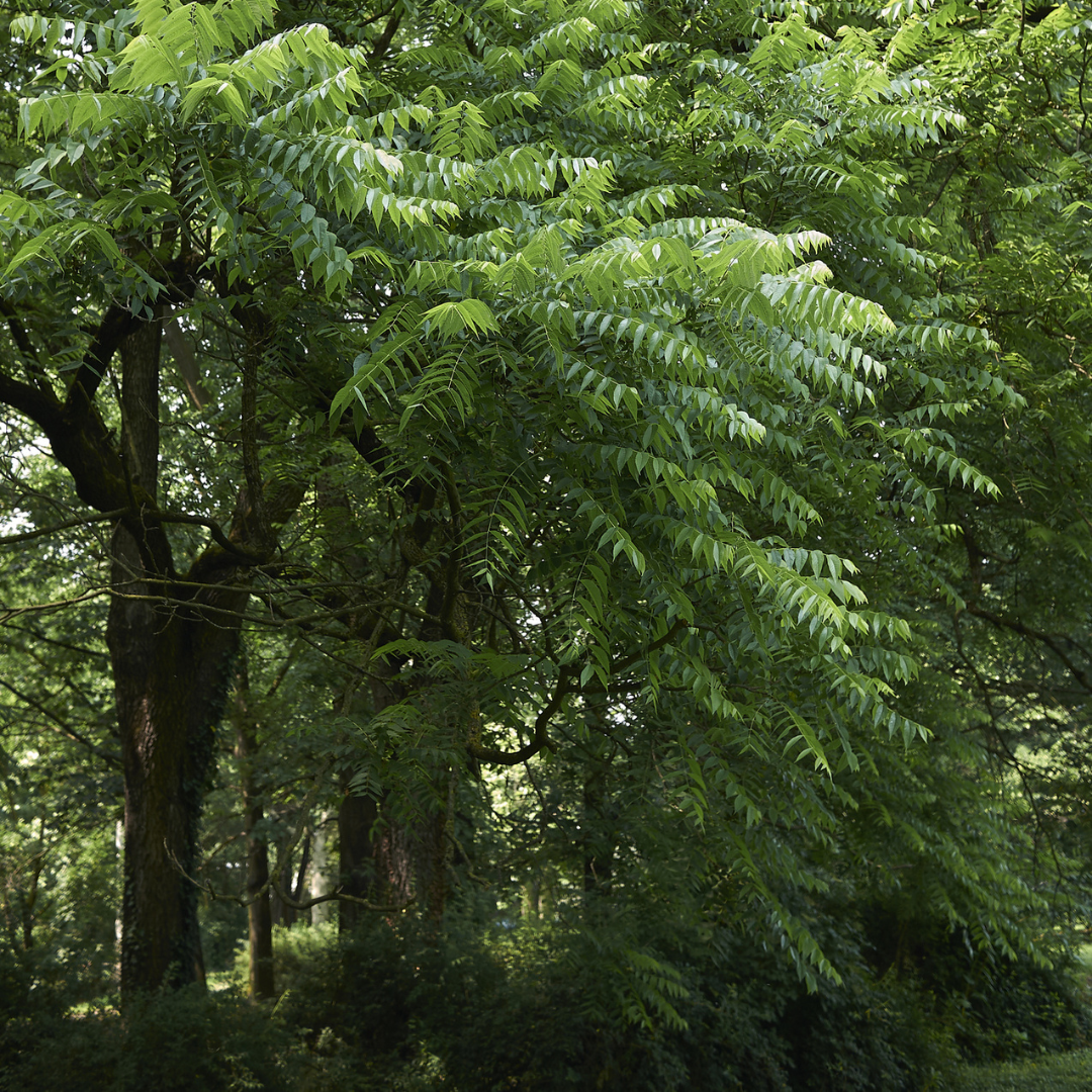 Black Walnut Tree with dense green foliage in a forest setting