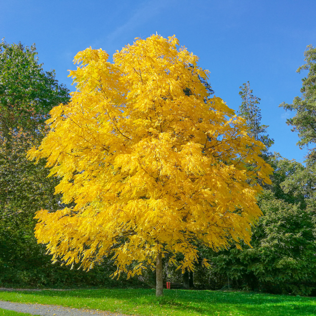 Black Walnut Tree with bright yellow leaves against a clear blue sky