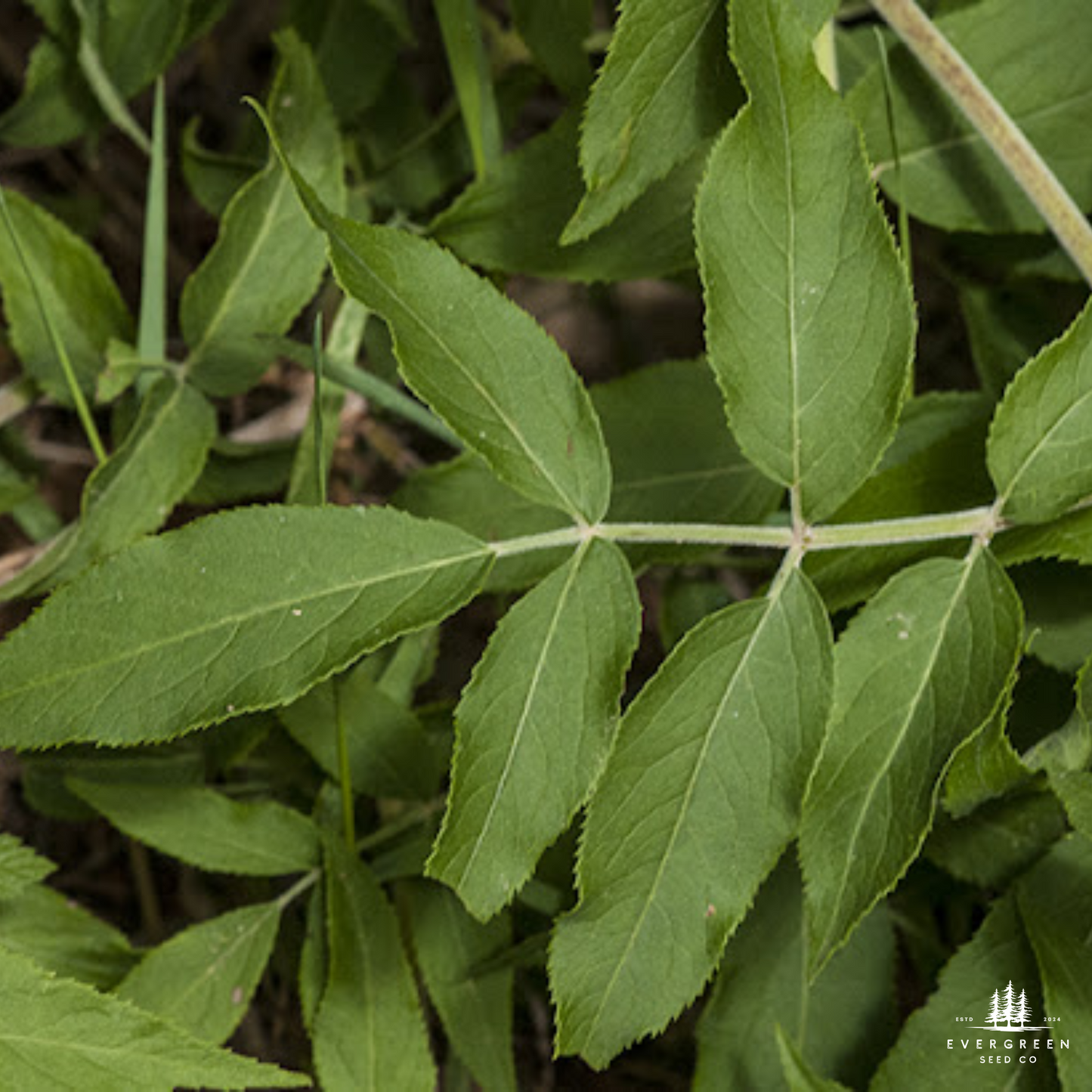 Close up of green blue elderberry leaves with a visible brand logo in the corner.