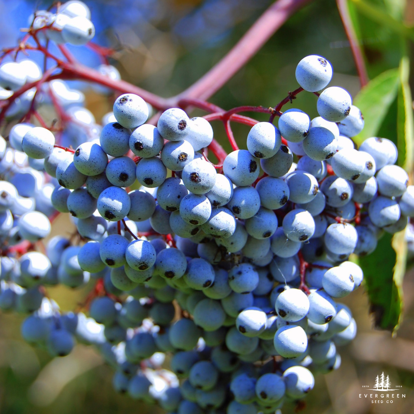 Close up of blue elderberries on a branch with green leaves