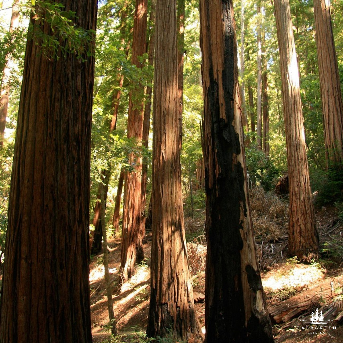 California Coastal Redwood Tree Seeds (Sequoia sempervirens)