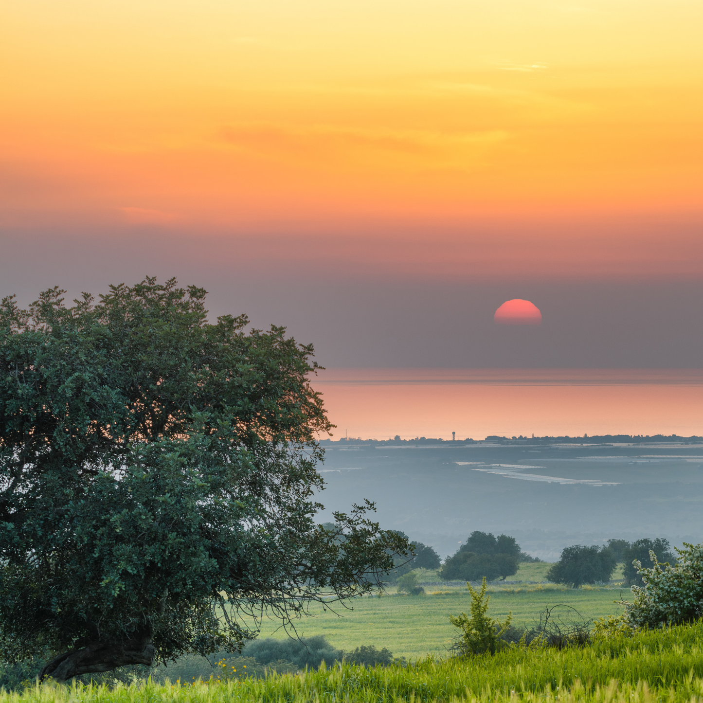 Carob Tree Seeds | St. John’s Bread | (Ceratonia siliqua)