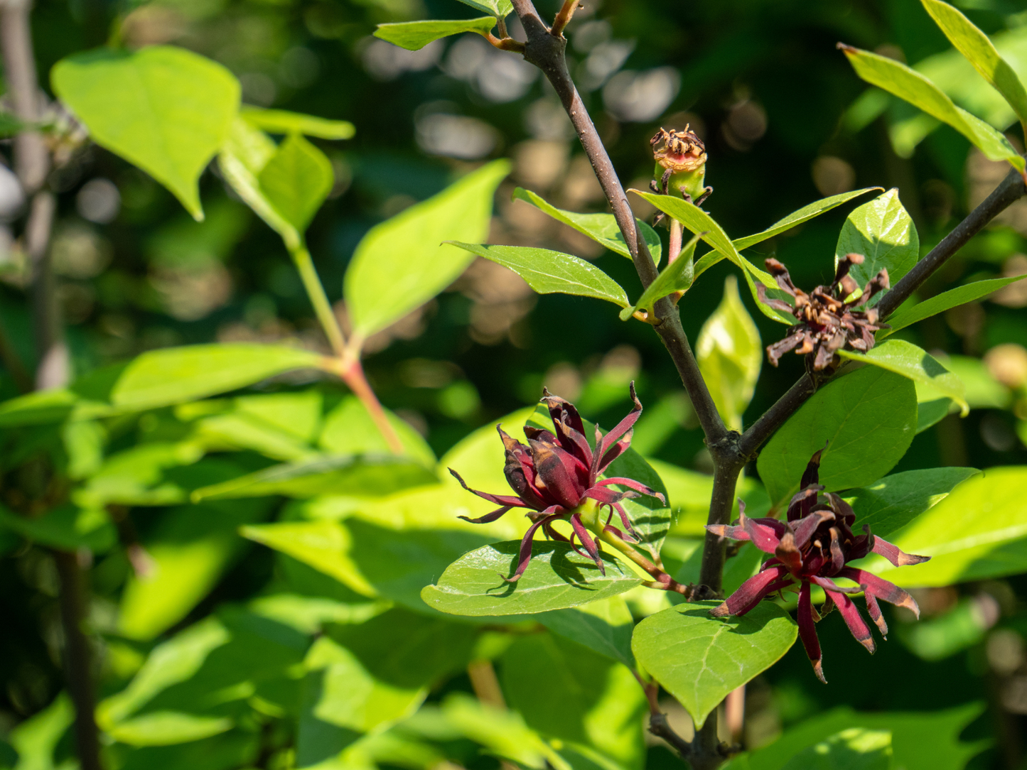 Carolina Allspice shrub with lush green summer foliage