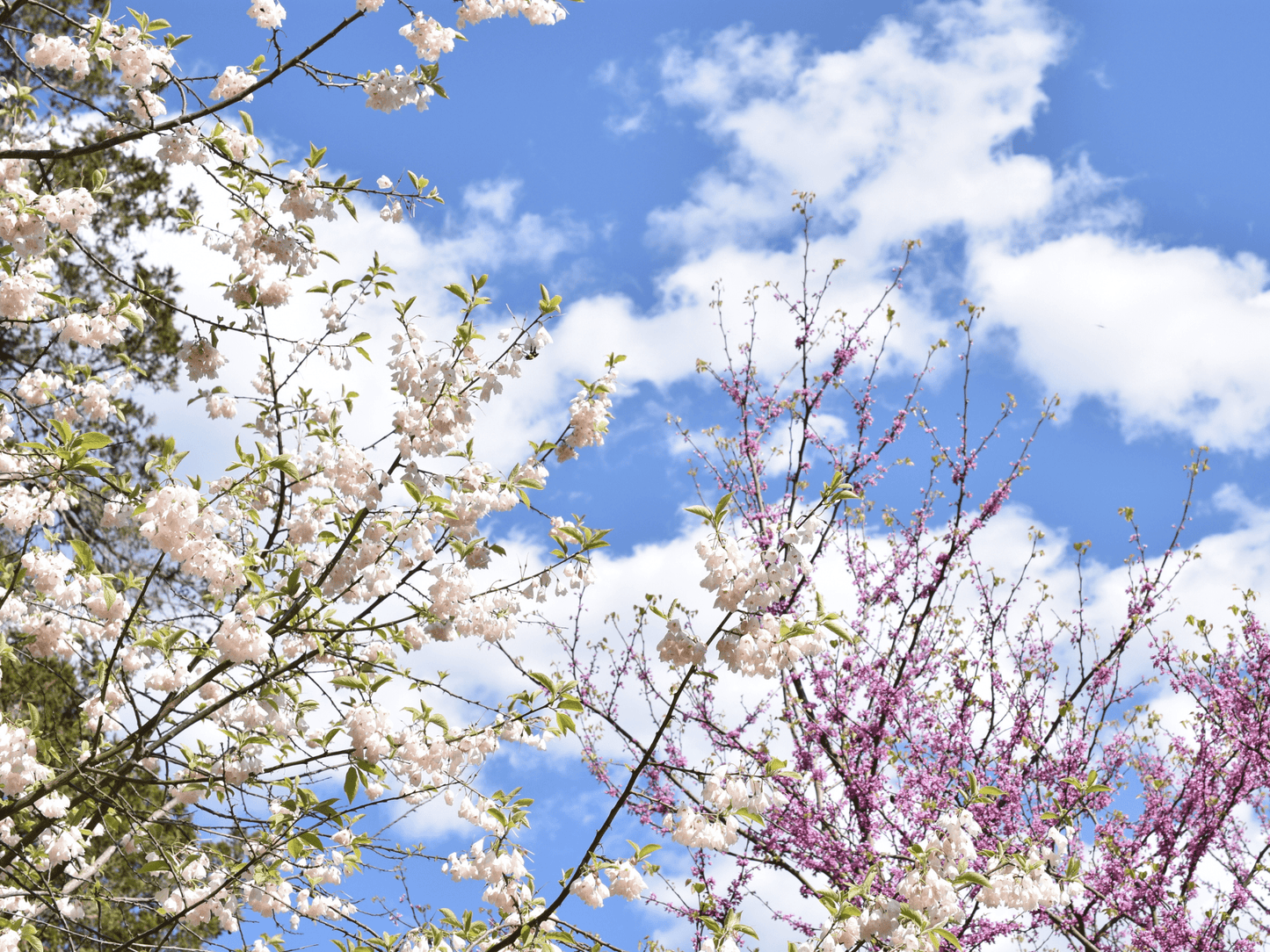Mature Carolina Silverbell tree covered in spring blossoms