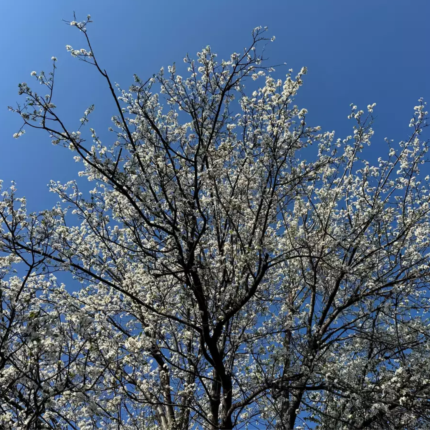 Chickasaw Plum Tree Seeds | Sand Plum| Sandhill Plum | (Prunus angustifolia)
