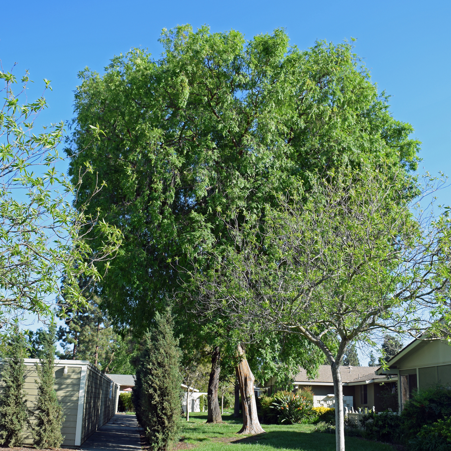 Chinese Elm Tree Seeds | Lacebark Elm | (Ulmus parvifolia)