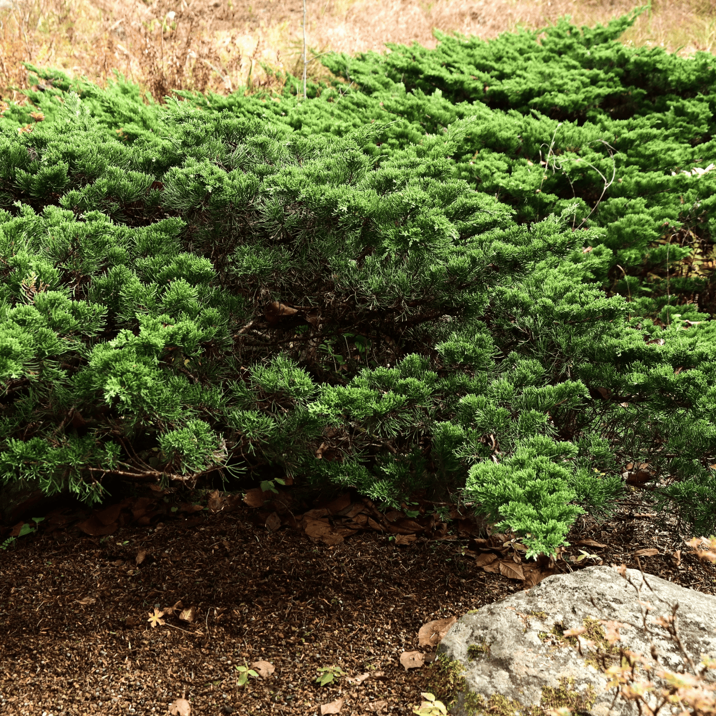 Chinese Juniper Tree Seeds | Asiatic Juniper | (Juniperus chinensis)