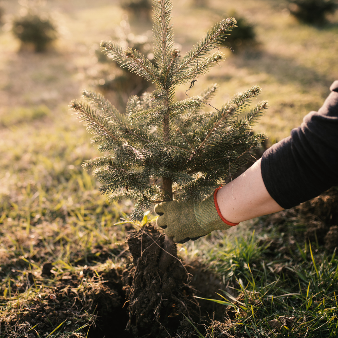 Colorado Blue Spruce-(Picea Pungens)