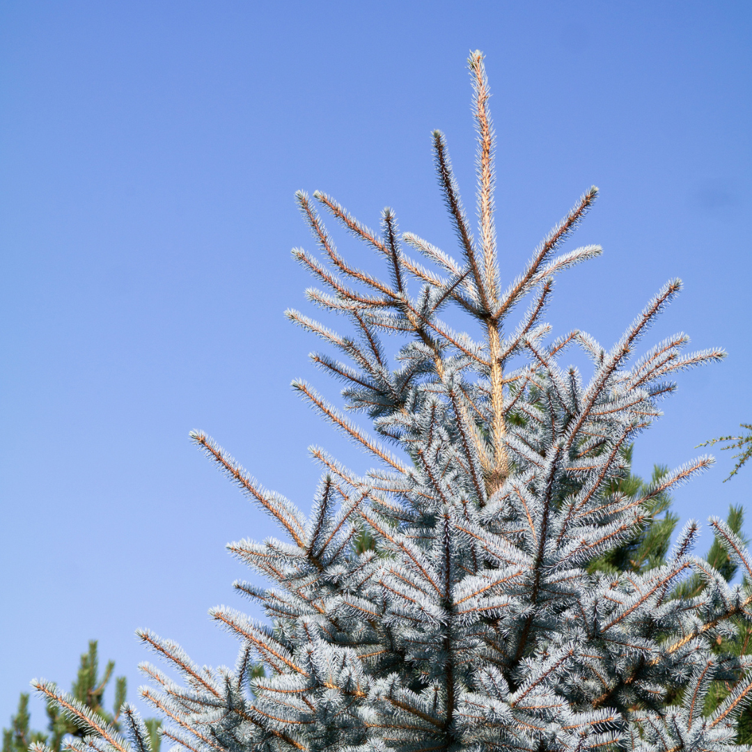 Colorado Blue Spruce-(Picea Pungens)