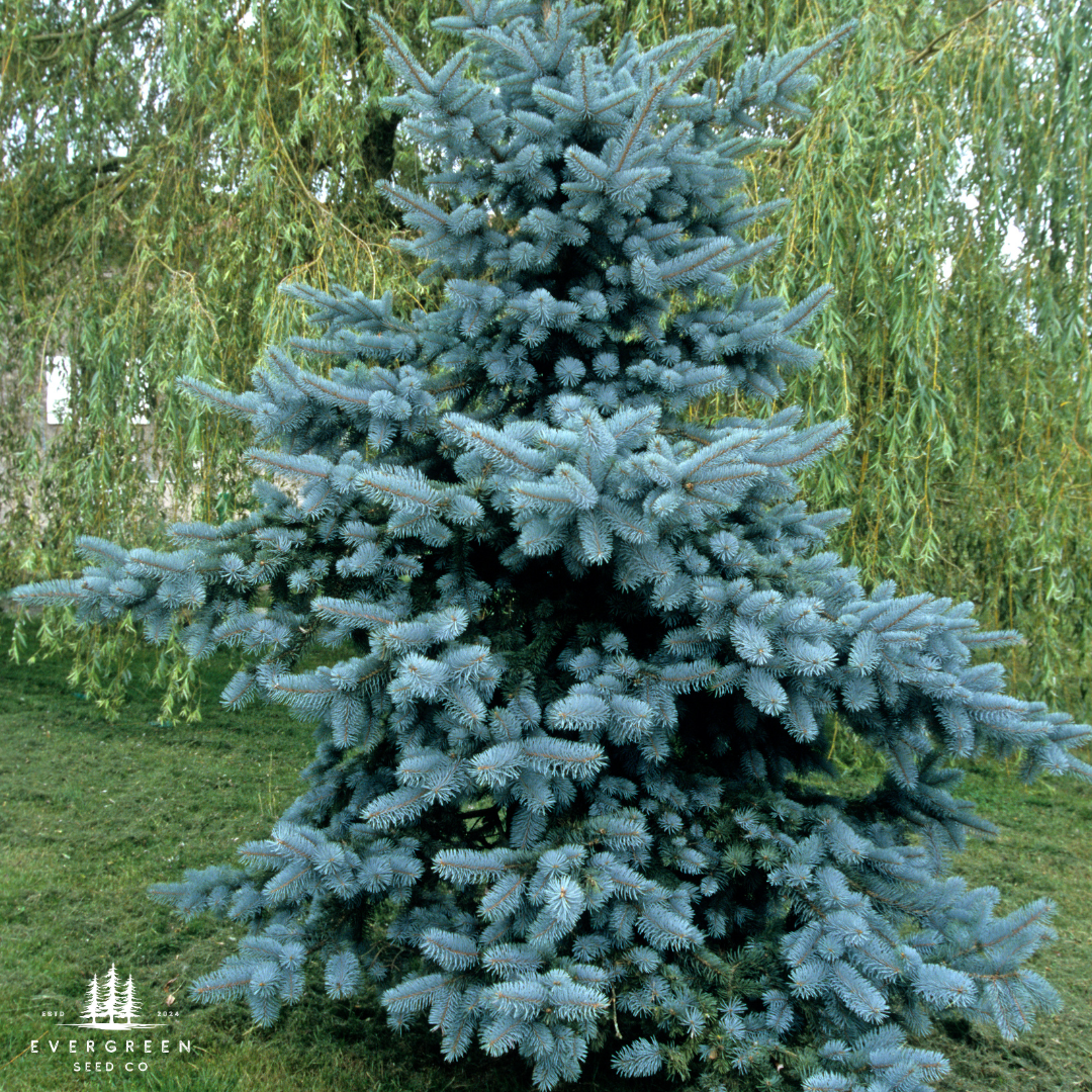 Colorado Blue Spruce-(Picea Pungens)