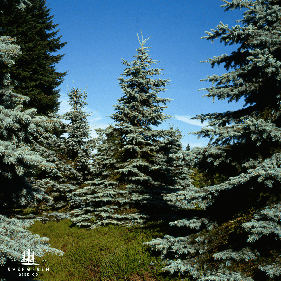 Colorado Blue Spruce Tree Seeds | (Picea pungens)