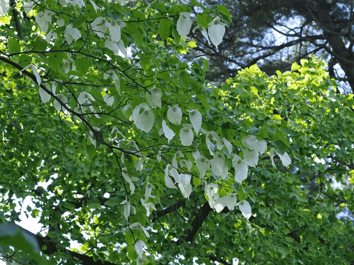 Dove Tree growing in a garden with dense green foliage