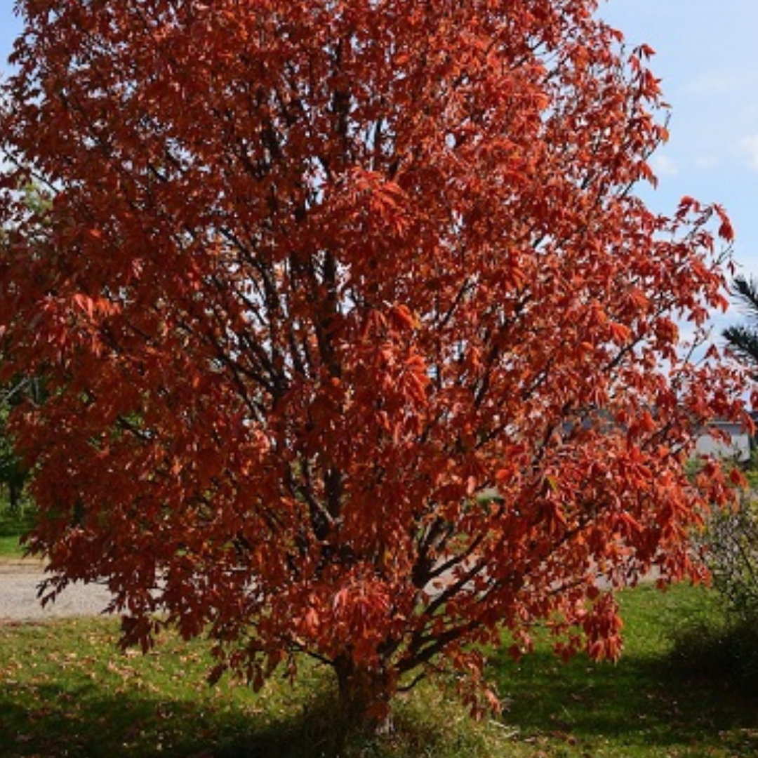 American Buckeye Tree Seeds | Aesculus glabra