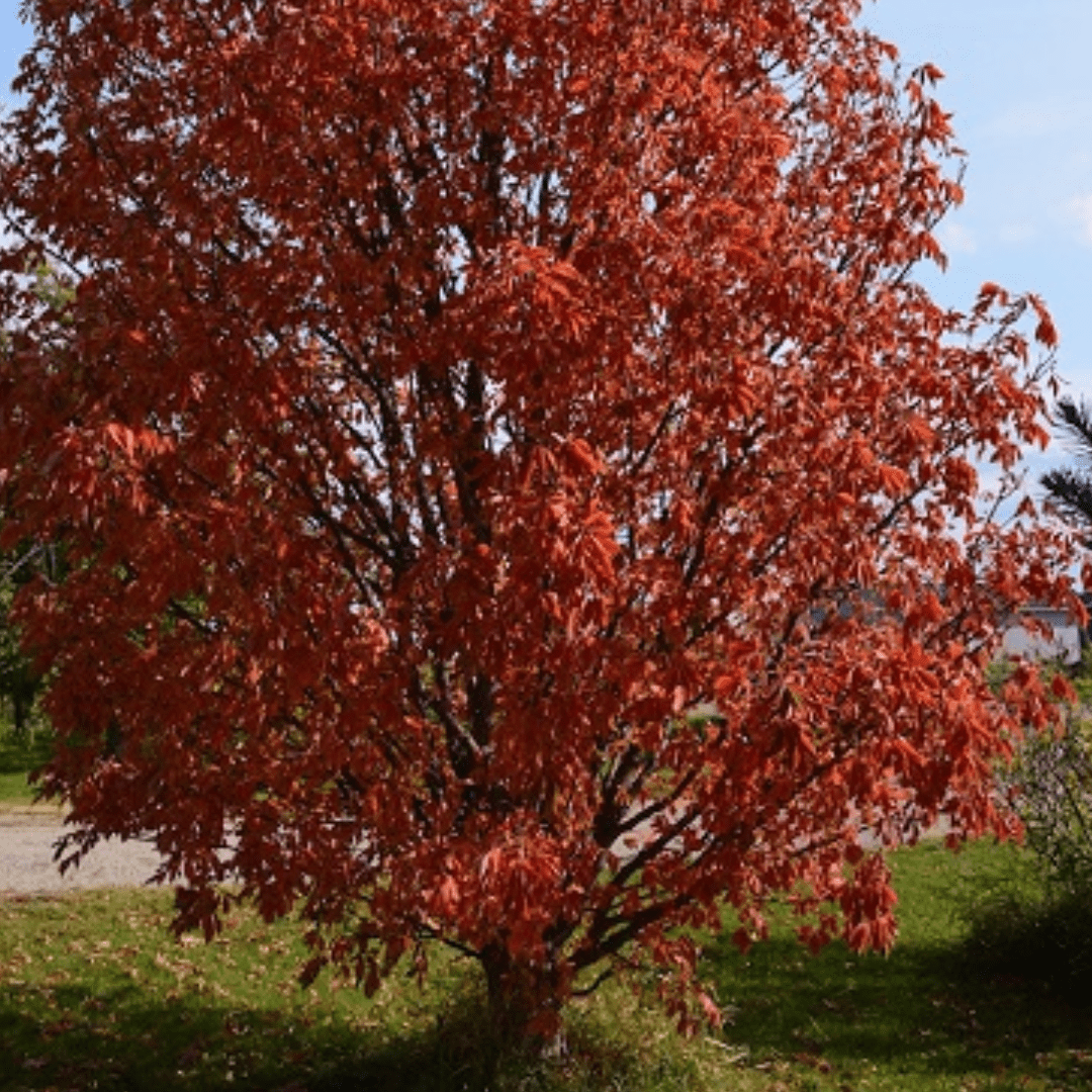 Ohio Buckeye Tree Seeds | Aesculus glabra