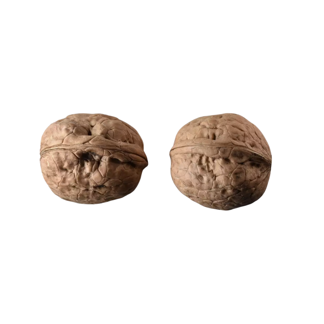 Carpathian English Walnut Tree Seeds | Juglans regia ‘Carpathian’