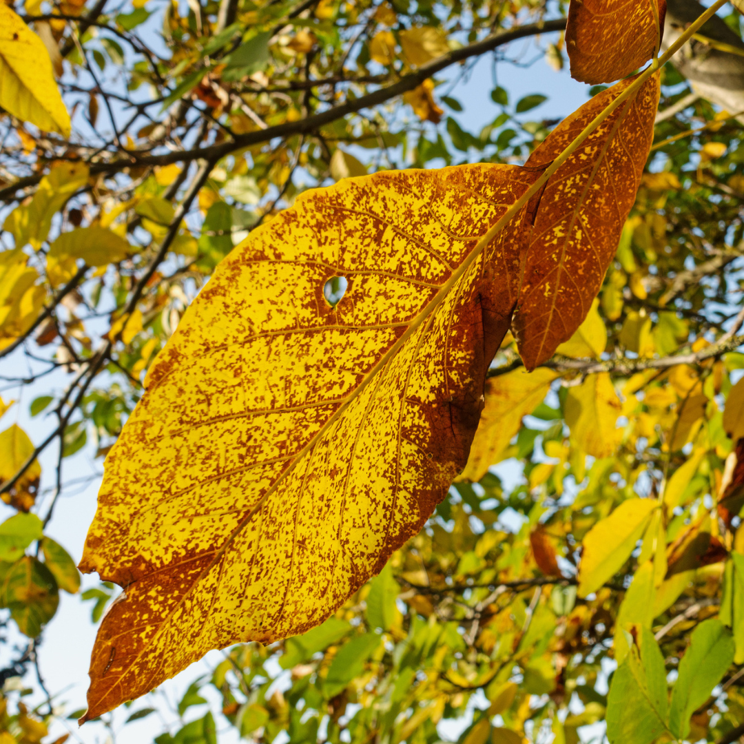 Carpathian English Walnut Tree Seeds | Juglans regia ‘Carpathian’