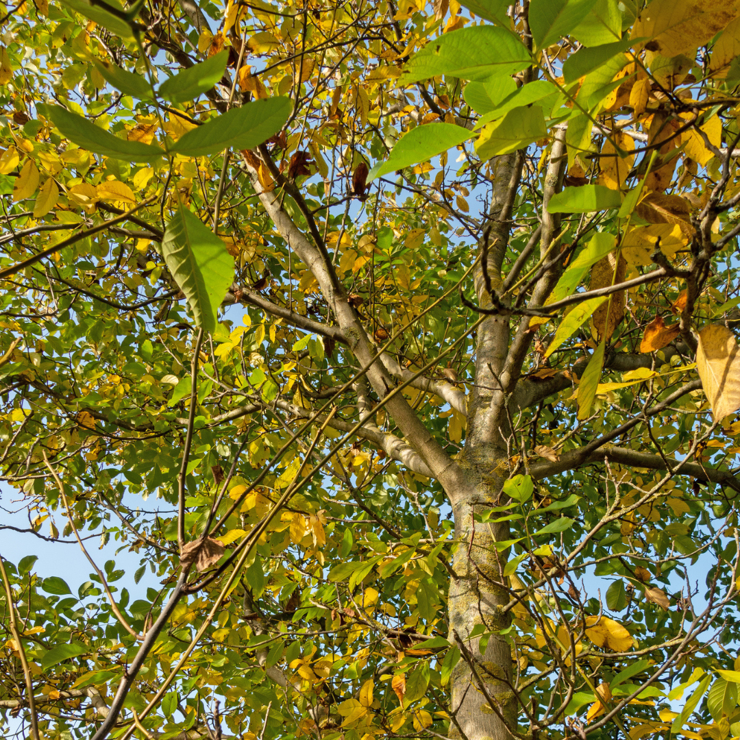 Carpathian English Walnut Tree Seeds | Juglans regia ‘Carpathian’