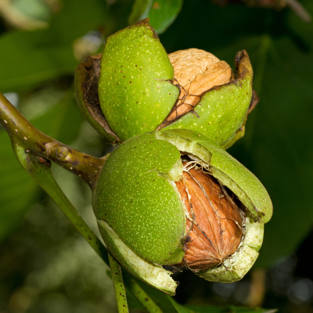 Carpathian English Walnut Tree Seeds | Juglans regia ‘Carpathian’
