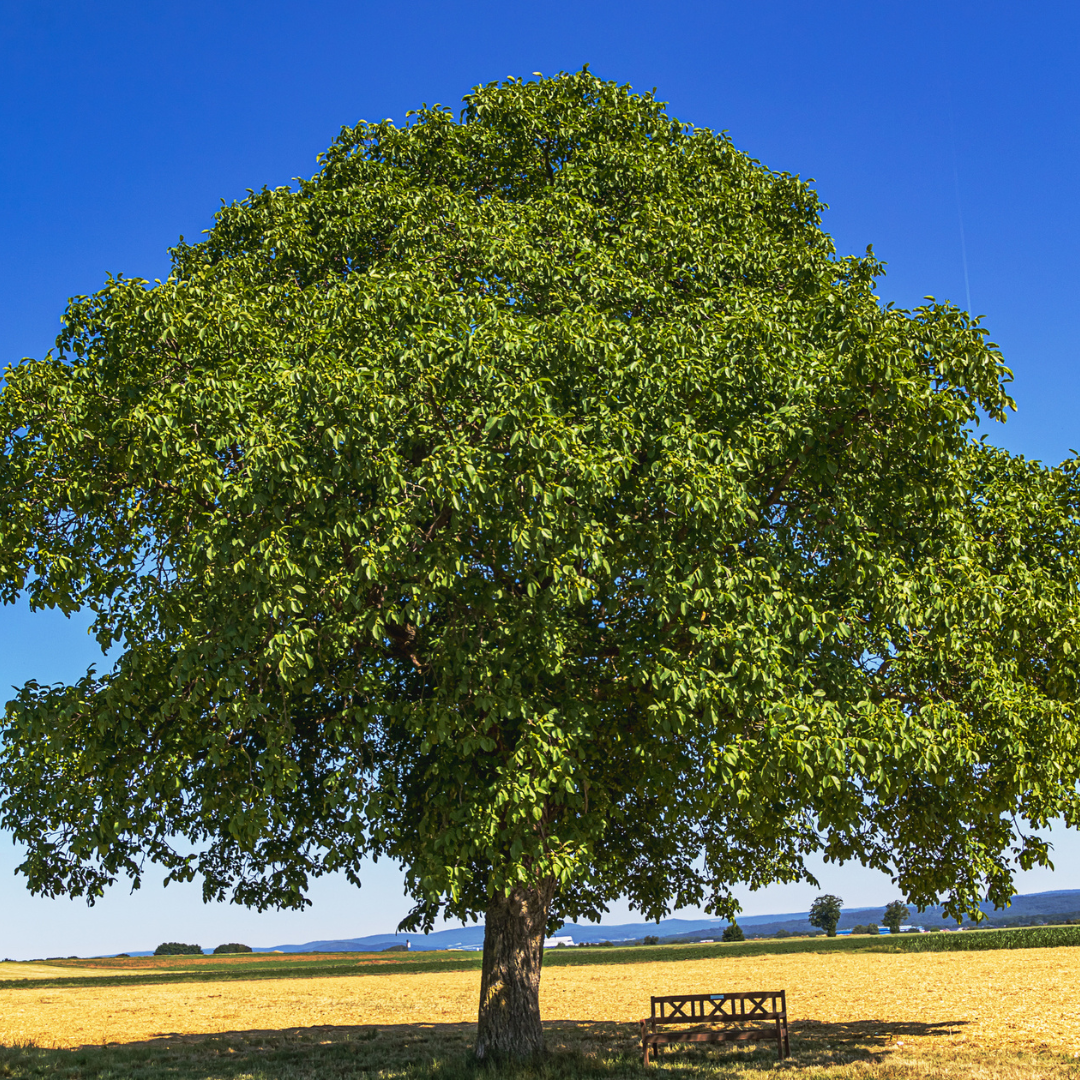Carpathian English Walnut Tree Seeds | Juglans regia ‘Carpathian’