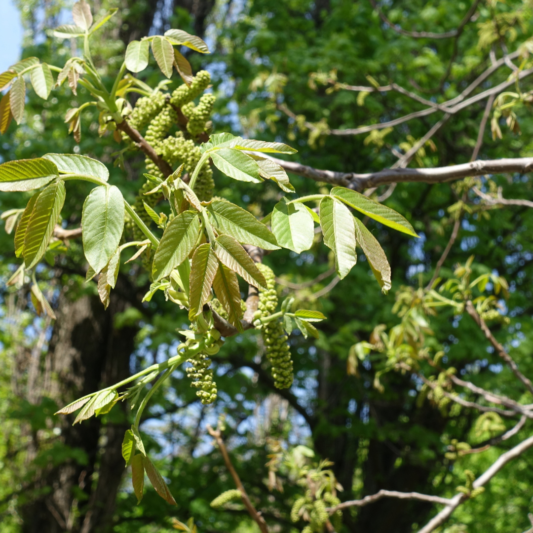 Carpathian English Walnut Tree Seeds | Juglans regia ‘Carpathian’