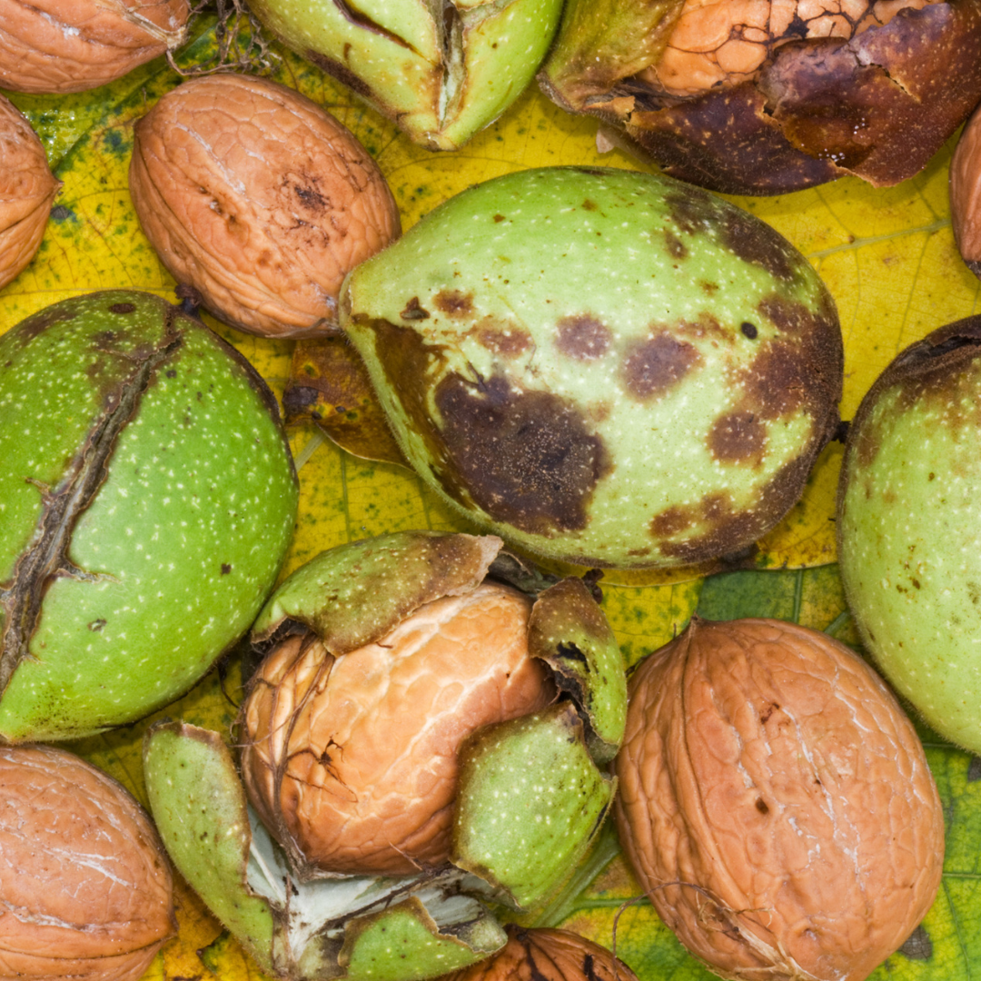 Carpathian English Walnut Tree Seeds | Juglans regia ‘Carpathian’