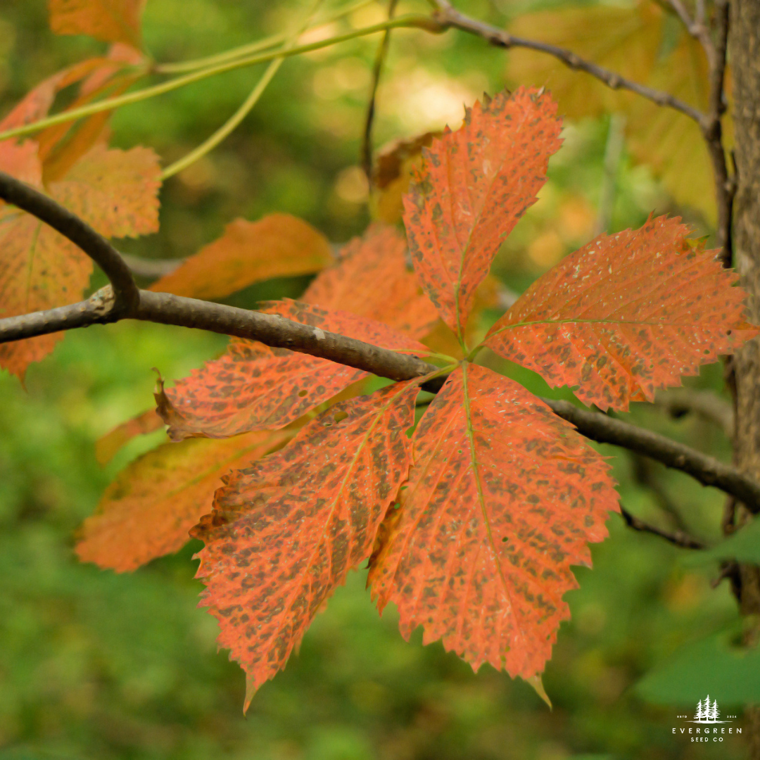Chestnut Oak Tree Seeds | Quercus montana