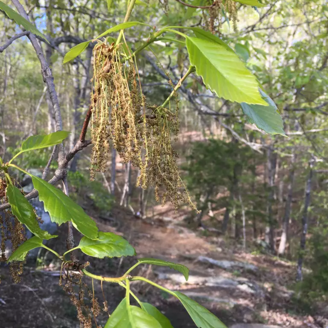 Chestnut Oak Tree Seeds | Quercus montana
