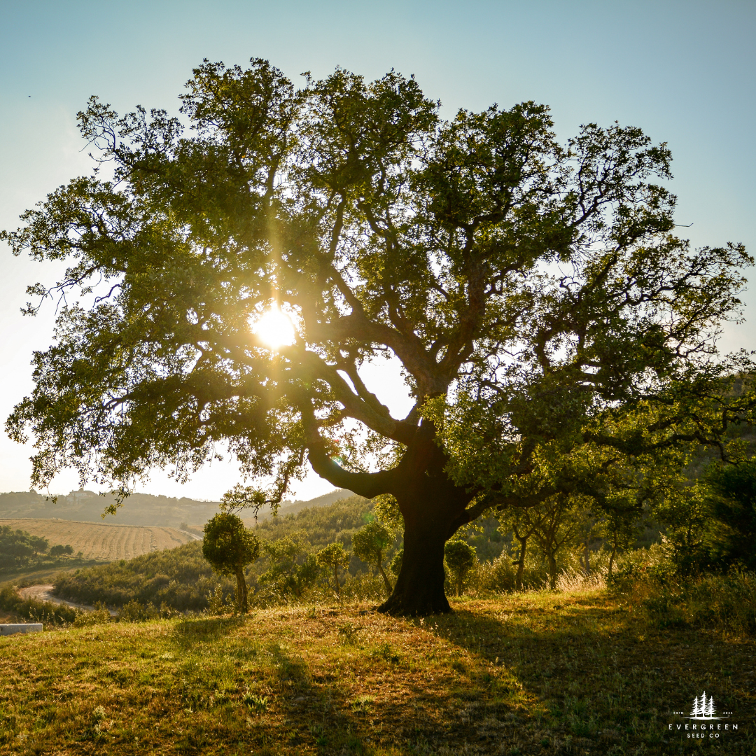 Chinkapin Oak Tree Seeds | Quercus muehlenbergii