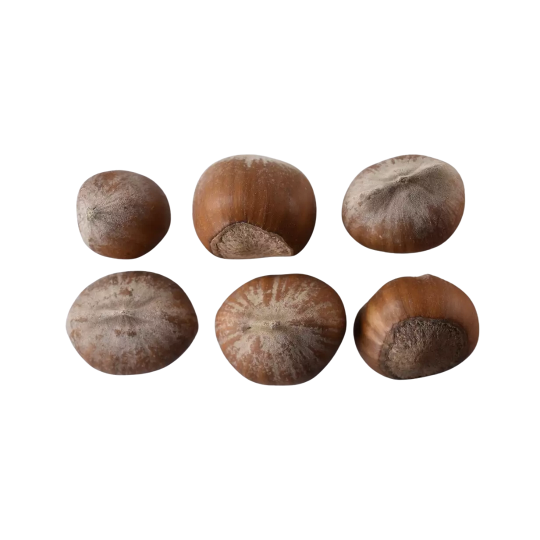 Common Filbert Tree Seeds | Corylus avellana