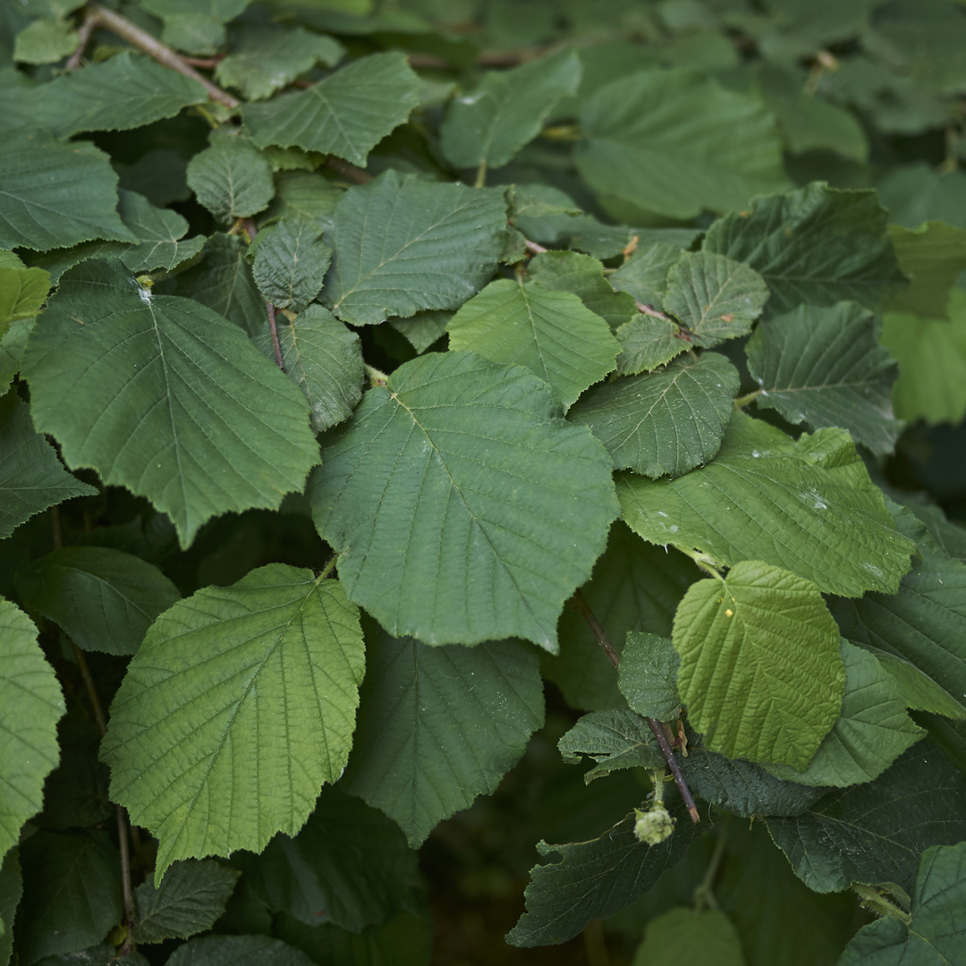 Common Filbert Tree Seeds | Corylus avellana