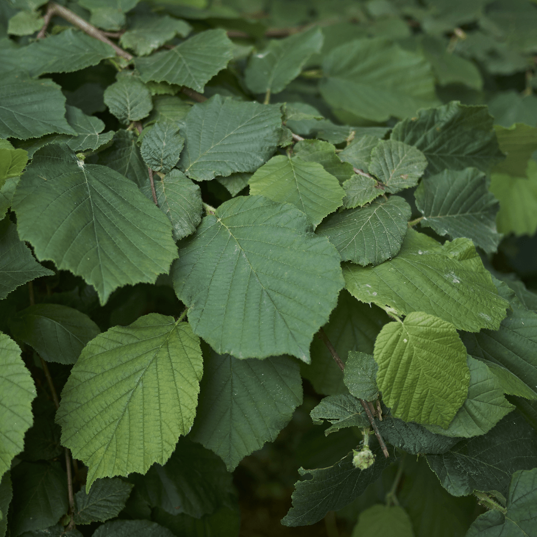 Filbert Hazelnut Tree Seeds | European Hazelnut | (Corylus avellana)