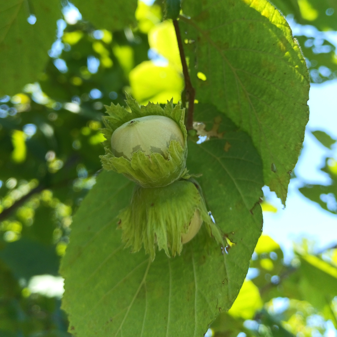 Common Filbert Tree Seeds | Corylus avellana